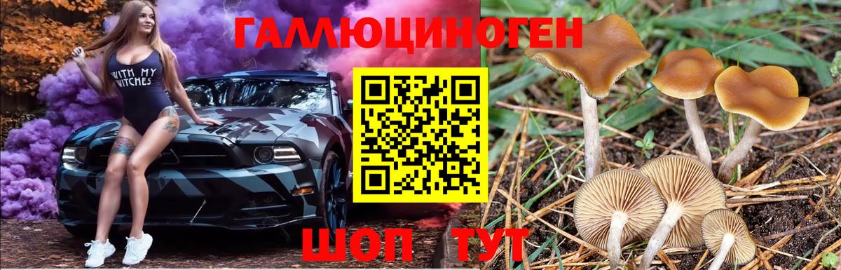 Псилоцибиновые грибы Psilocybine cubensis Солнечногорск